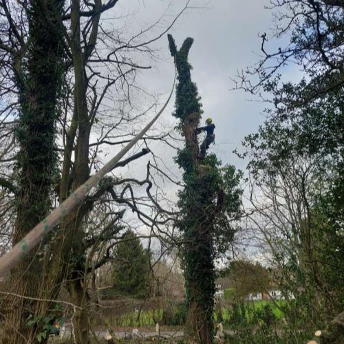 arial tree surgeon climbing