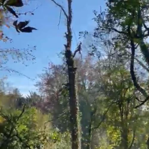 arial tree surgery