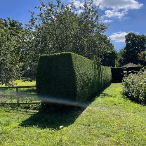 conifer hedge trim