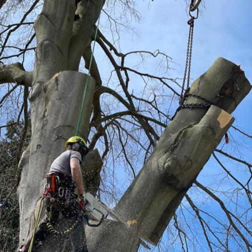 crane to remove tree