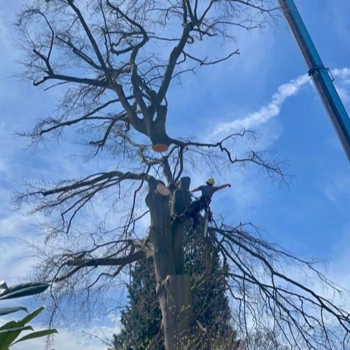 crane to remove tree large operation