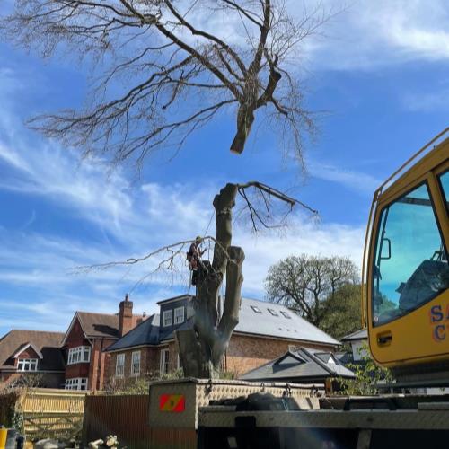 crane to remove tree large operation lifting distance