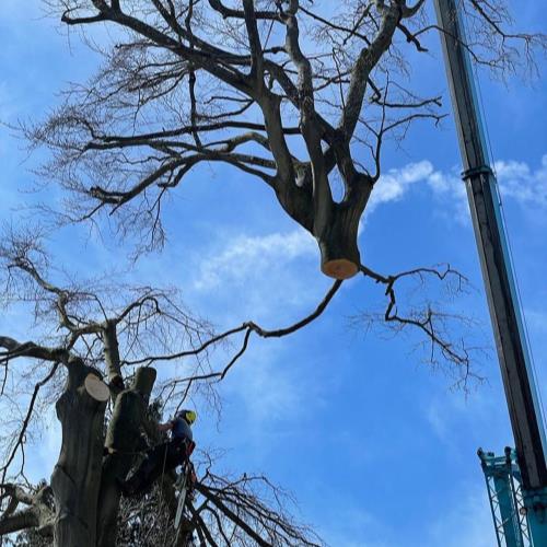 crane to remove tree sevenoaks