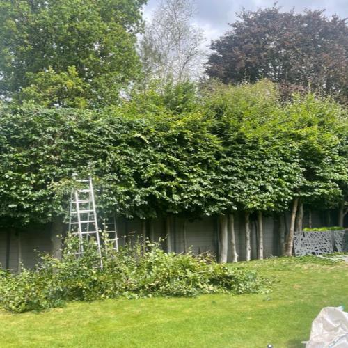hedge trimming during