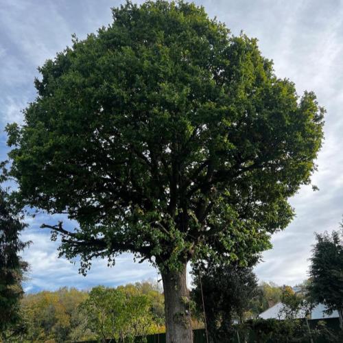 oak tree crown reduction