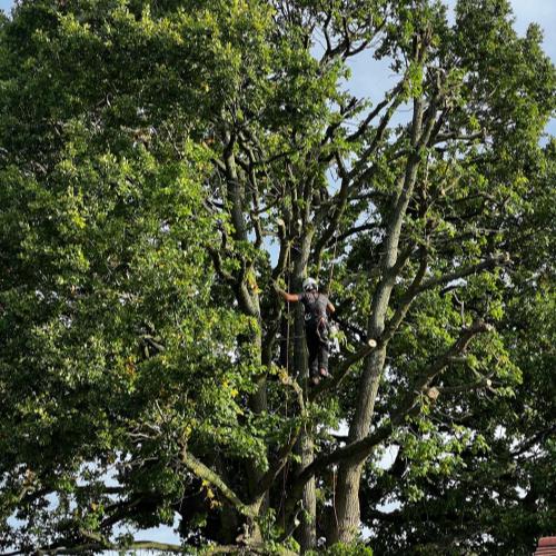 oak tree crown reduction