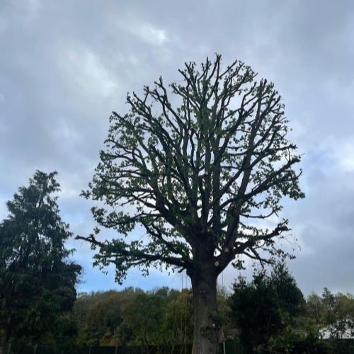 oak tree crown reduction after