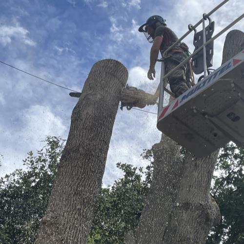 tree surgery with mewp close