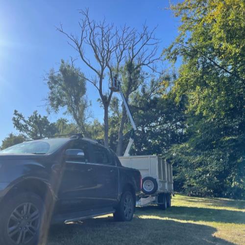 tree surgery with mewp truck