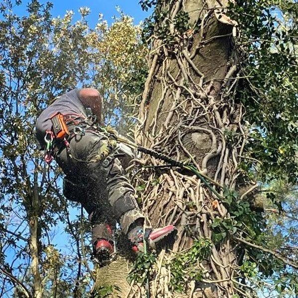 Arial Tree Surgery